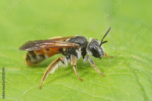 Closeup on a female large scabious mining bee, Andrena hattorfiana, sitting on a green leaf