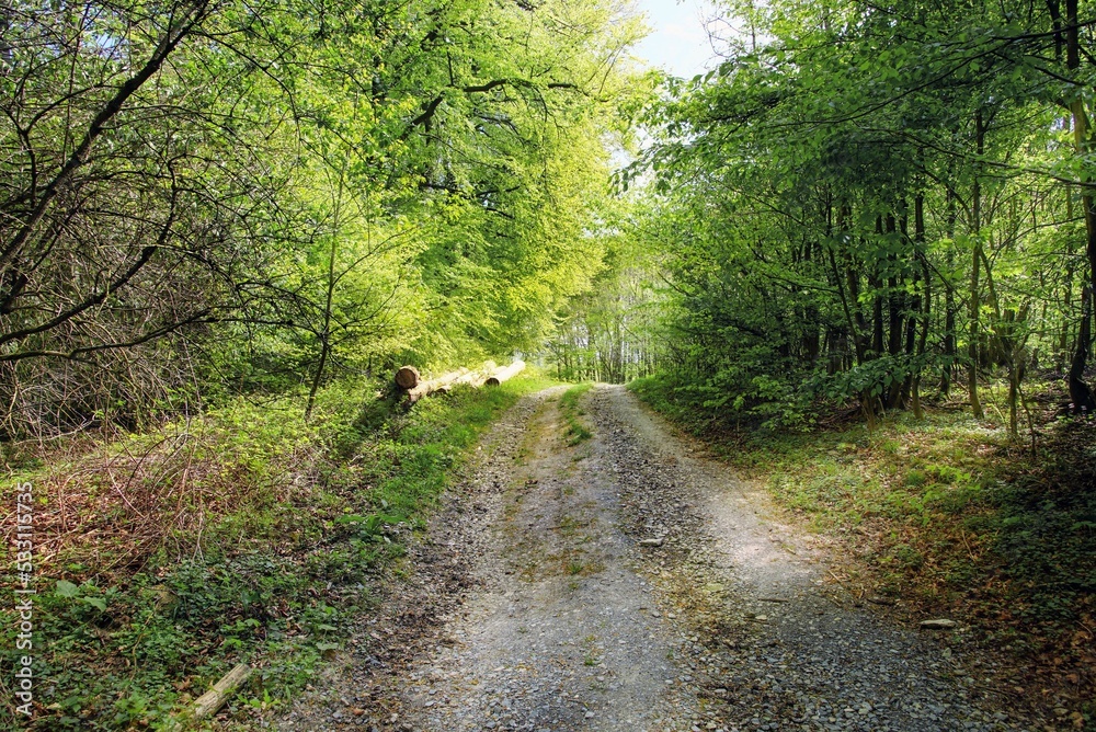 Obraz premium Waldwege