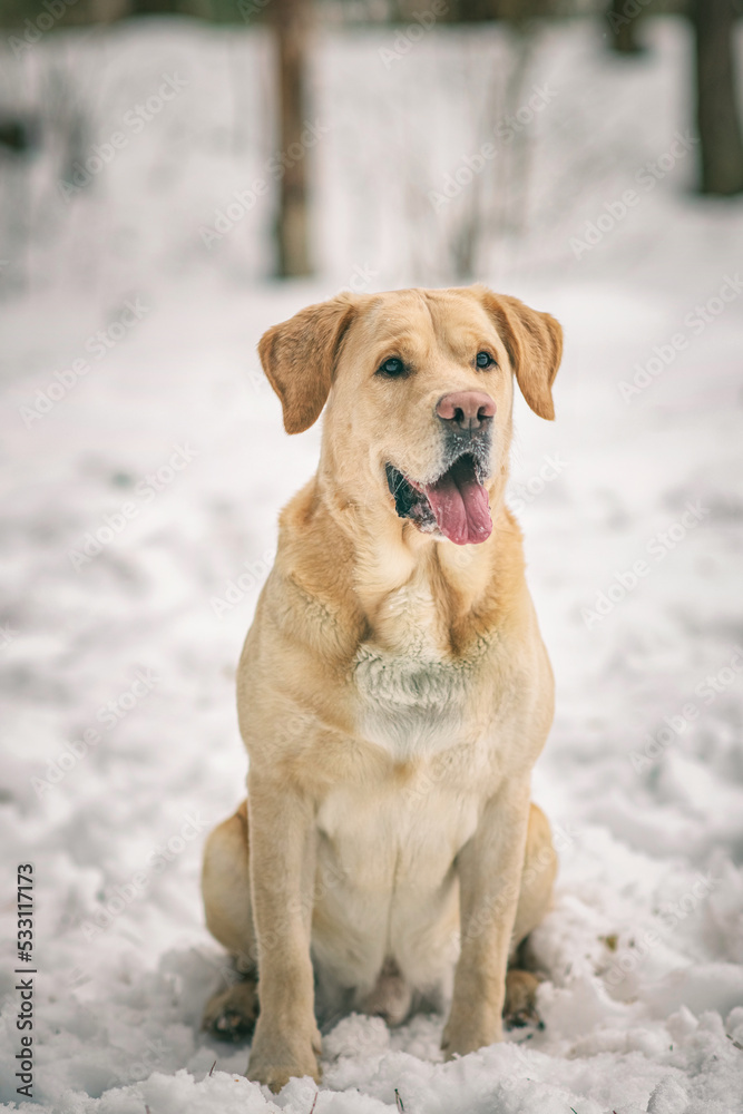 Beautiful purebred labrador retriever on a walk in nature in winter.