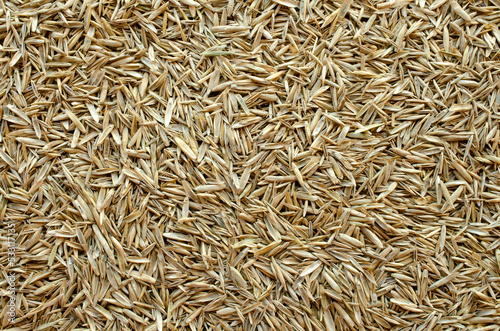 Lawn grass seed background, top view. Dry lawn grass seeds, background, texture, top view. Pile of lawn grass seeds, top view. Background from lawn grass seeds, texture.