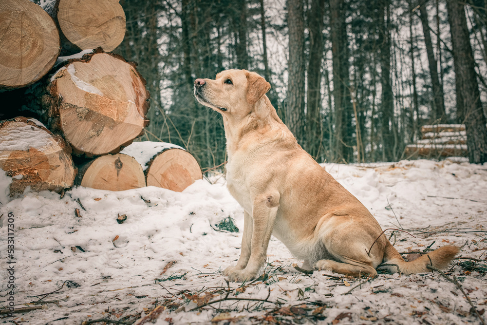 Beautiful purebred labrador retriever on a walk in nature in winter.
