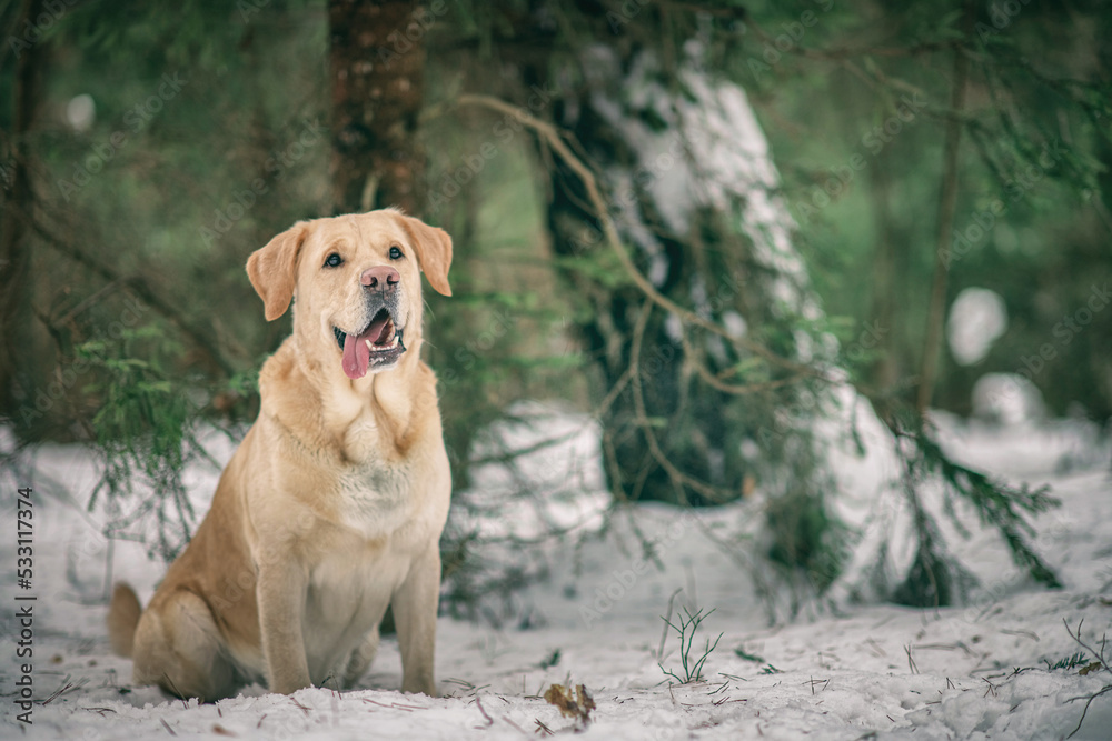 Beautiful purebred labrador retriever on a walk in nature in winter. Beautiful purebred labrador retriever on a walk in nature in winter.