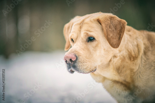 Beautiful purebred labrador retriever on a walk in nature in winter.