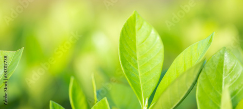nature view of green leaf on blurred greenery background in garden Green nature concept.