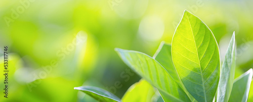 nature view of green leaf on blurred greenery background in garden Green nature concept.