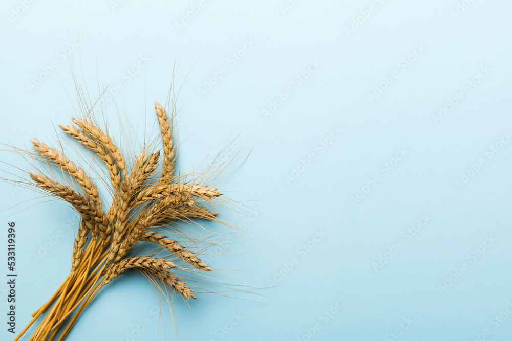 Sheaf of wheat ears close up and seeds on colored background. Natural cereal plant, harvest time concept. Top view, flat lay with copy space. world wheat crisis Sheaf of wheat ears close up and seeds on colored background. Natural cereal plant, harvest time concept. Top view, flat lay with copy space. world wheat crisis