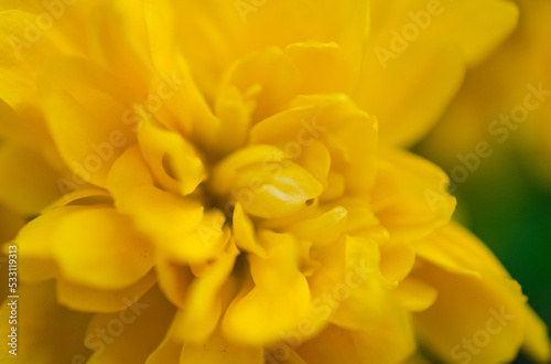 yellow tulips © Анастасия Кашенко