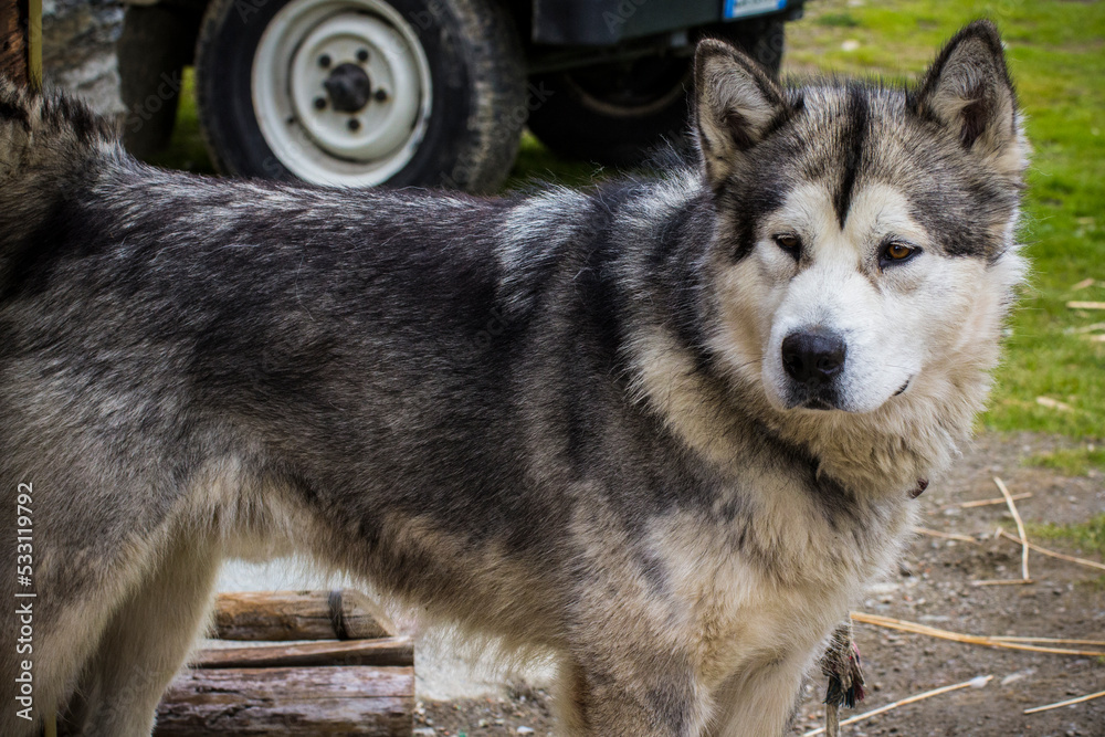 Beautifull dog seen in the mountain walk Beautifull dog seen in the mountain walk