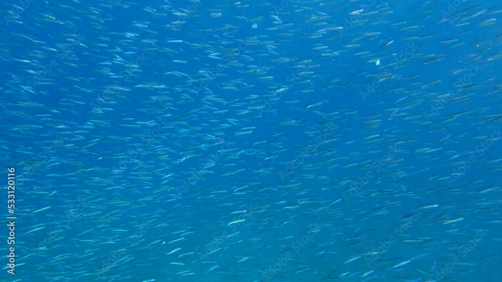 Massive school of small fish swims in the blue water in sunlights. Shoal of Silver-stripe round herring, slender sprat, or Kibinago minnow (Spratelloides gracilis) 4K-60fps Massive school of small fish swims in the blue water in sunlights. Shoal of Silver-stripe round herring, slender sprat, or Kibinago minnow (Spratelloides gracilis) 4K-60fps