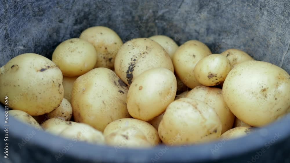 Farmer woman harvesting young potatoes. Agricultural harvest concept. Growing organic fresh potatoes in the field. Labor farm. Organic vegetables in summer or autumn in a black bucket.