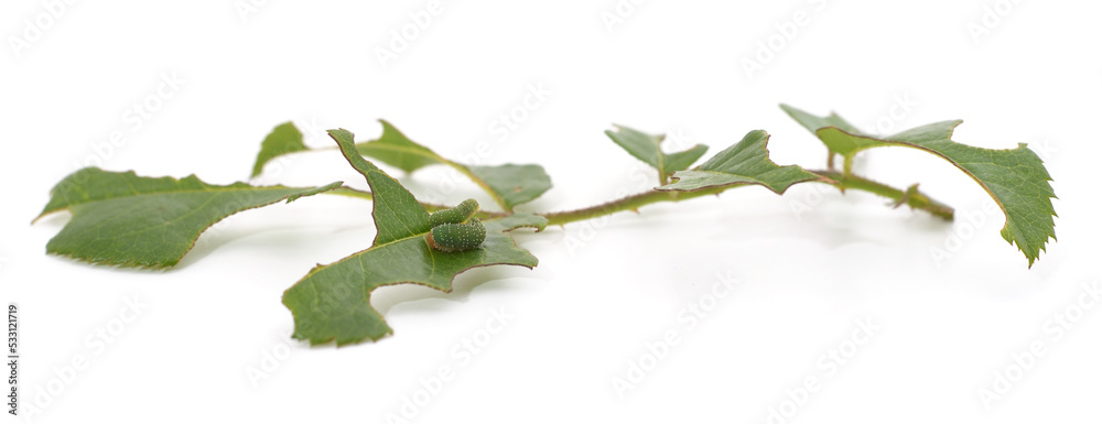 Fototapeta premium Green caterpillar eating leaves.