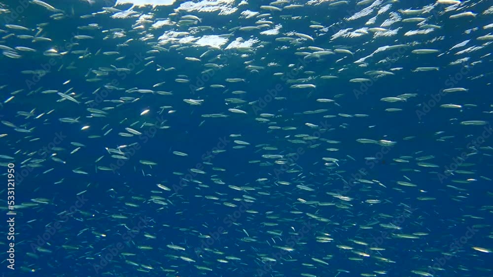 Shoal of Blue sprat, Delicate round herring or blueback sprat (Spratelloides delicatulus). Massive school of small fish swims in the blue water in sunrays (4K-60fps) Shoal of Blue sprat, Delicate round herring or blueback sprat (Spratelloides delicatulus). Massive school of small fish swims in the blue water in sunrays (4K-60fps)