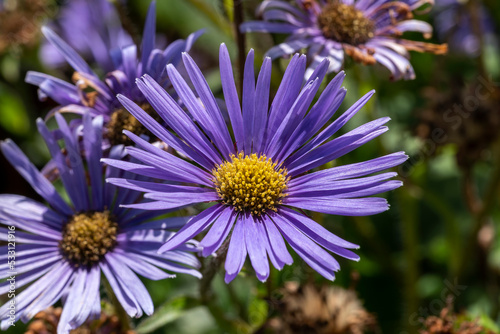 Aster peduncularis  a purple blue herbaceous summer autumn perennial flower plant commonly known as Michaelmas daisy stock photo image photo