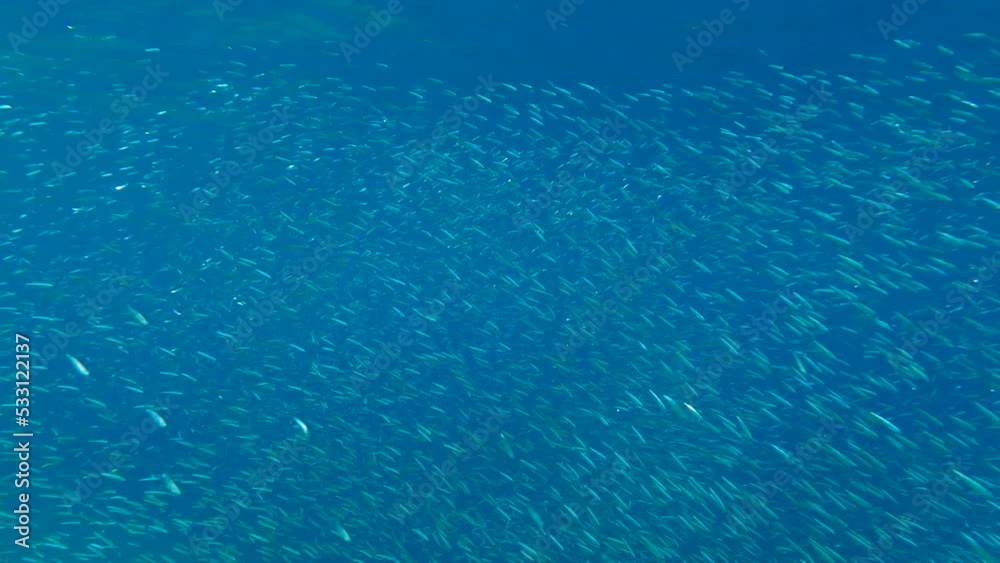 Massive school of small fish swims in the blue water in sunlights. Shoal of Silver-stripe round herring, slender sprat, or Kibinago minnow (Spratelloides gracilis) 4K-60fps Massive school of small fish swims in the blue water in sunlights. Shoal of Silver-stripe round herring, slender sprat, or Kibinago minnow (Spratelloides gracilis) 4K-60fps