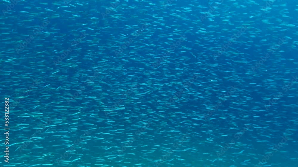 Massive school of small fish swims in the blue water in sunlights. Shoal of Silver-stripe round herring, slender sprat, or Kibinago minnow (Spratelloides gracilis) 4K-60fps