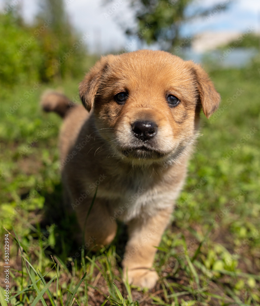 Portrait of a small puppy in the grass Portrait of a small puppy in the grass