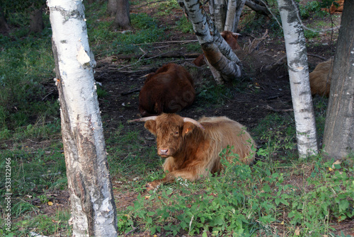 Scottish Highlander resting in the shade in Vermont