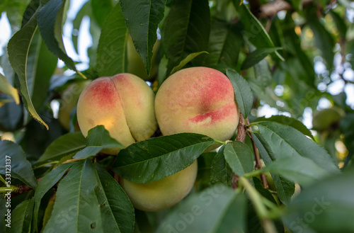 Ripe peaches on the branches of a tree.