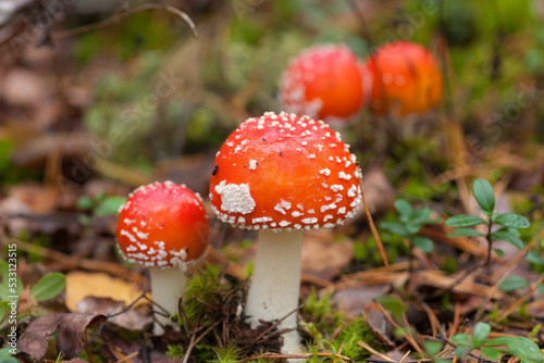 red fly agaric close up