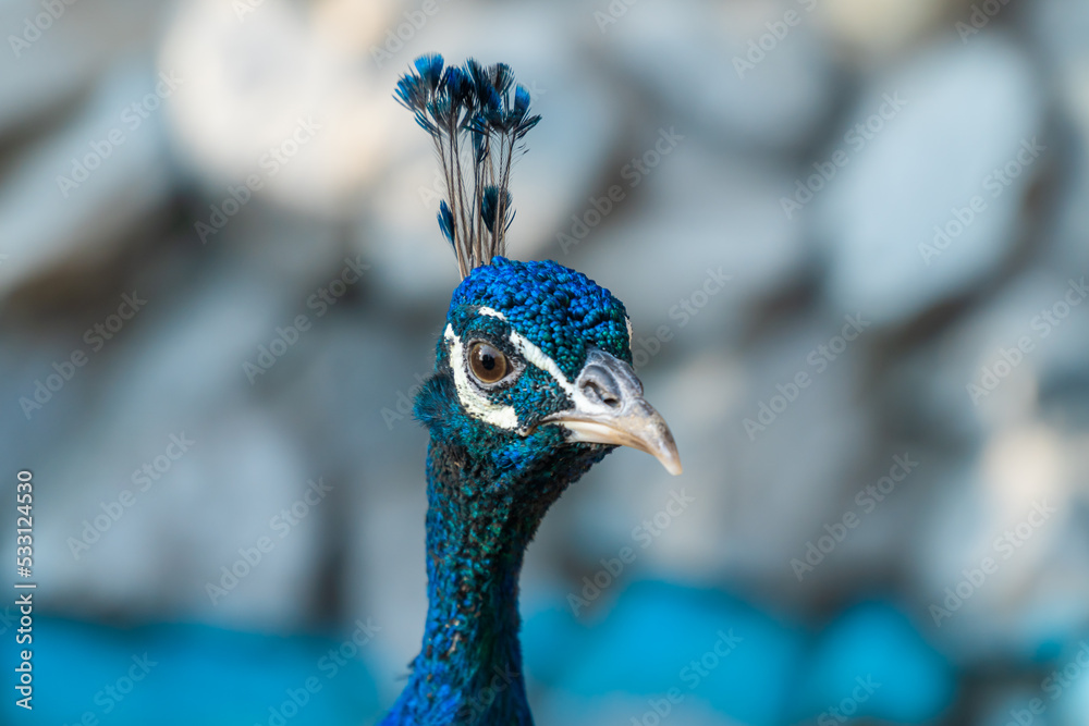 Russia. Krasnodarskiy kray. August 14, 2022. Peacock head close-up in Gelendzhik Safari Park. Russia. Krasnodarskiy kray. August 14, 2022. Peacock head close-up in Gelendzhik Safari Park.