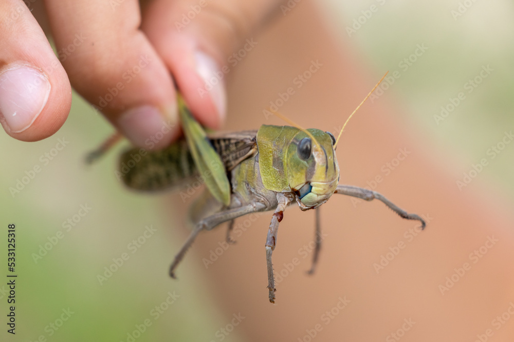 Fototapeta premium バッタの頭にクローズアップ