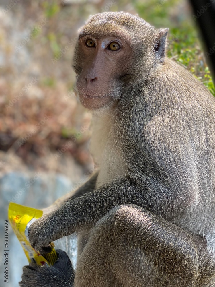 Fototapeta premium portrait of a macaque