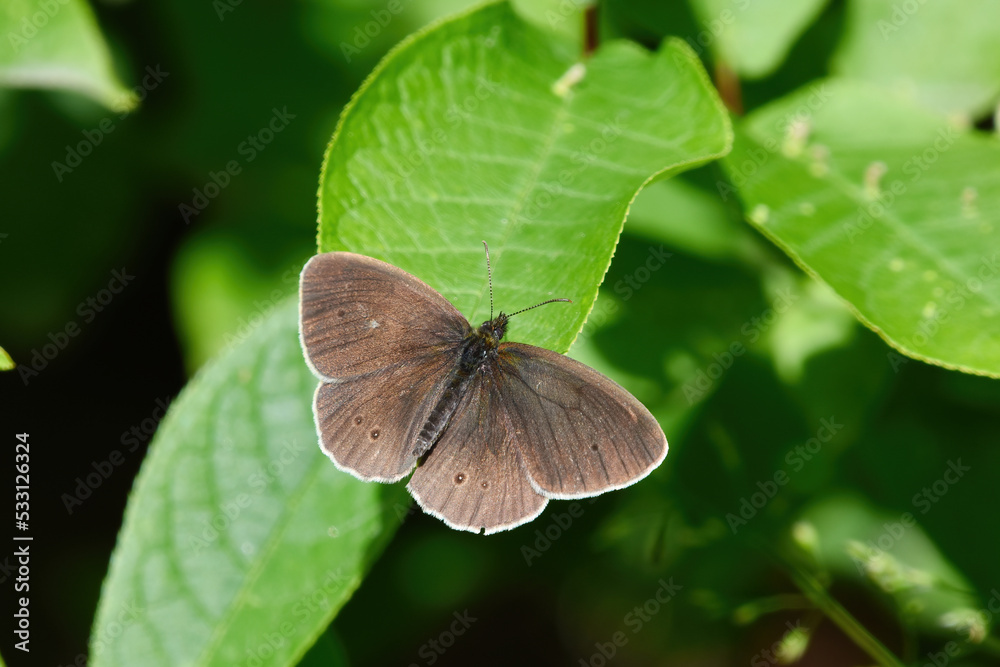 Ringlet (Aphantopus hyperantus) butterfly on a leaf. Ringlet (Aphantopus hyperantus) butterfly on a leaf.
