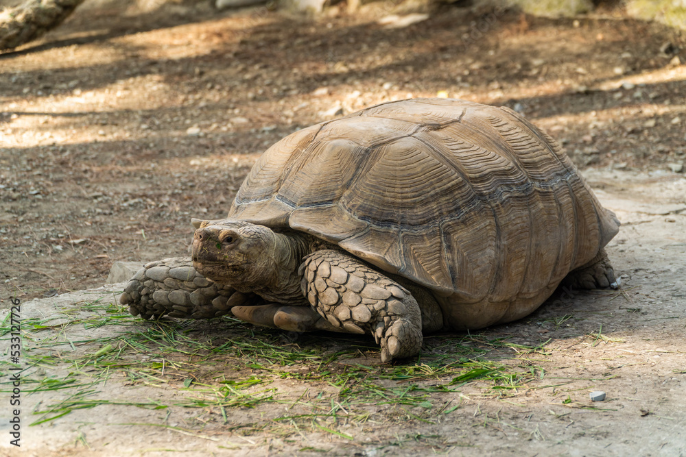 Russia. Krasnodarskiy kray. August 14, 2022. A large spur-bearing turtle in the Gelendzhik Safari Park. Russia. Krasnodarskiy kray. August 14, 2022. A large spur-bearing turtle in the Gelendzhik Safari Park.