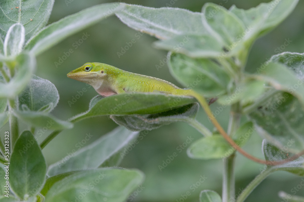 Close up of a green anole with its dewlap, a skin patch on the throat, partially visible. Close up of a green anole with its dewlap, a skin patch on the throat, partially visible.