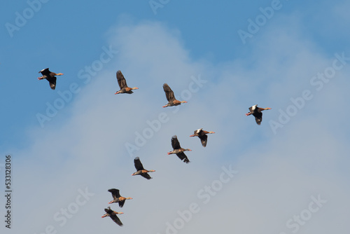 Nine whistling ducks in a v formation as they fly in a group.
