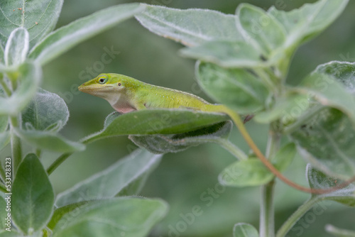 Close up of a green anole with its dewlap, a skin patch on the throat, partially visible.