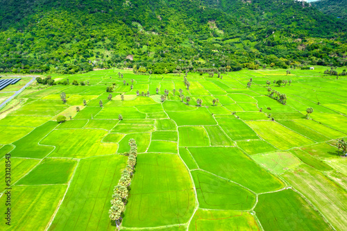 Ta Pa rice fields are beautiful in the morning, interspersed with beautiful and peaceful jaggery trees in the border delta of Vietnam photo