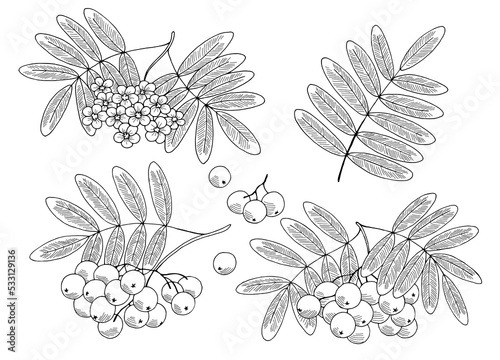 Rowan plant graphic black white isolated sketch illustration vector 