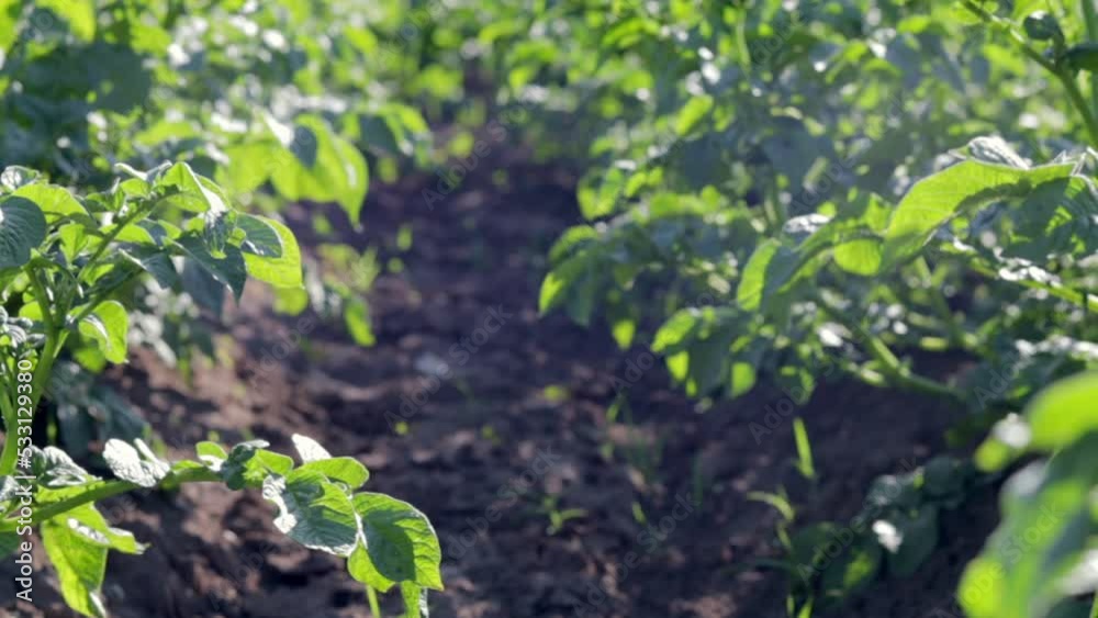 Green field of potatoes in a row. Potato plantations, solanum tuberosum. Harvest planted on an agricultural field. Summer agricultural landscape. The field is illuminated by the rays of the sun. Green field of potatoes in a row. Potato plantations, solanum tuberosum. Harvest planted on an agricultural field. Summer agricultural landscape. The field is illuminated by the rays of the sun.