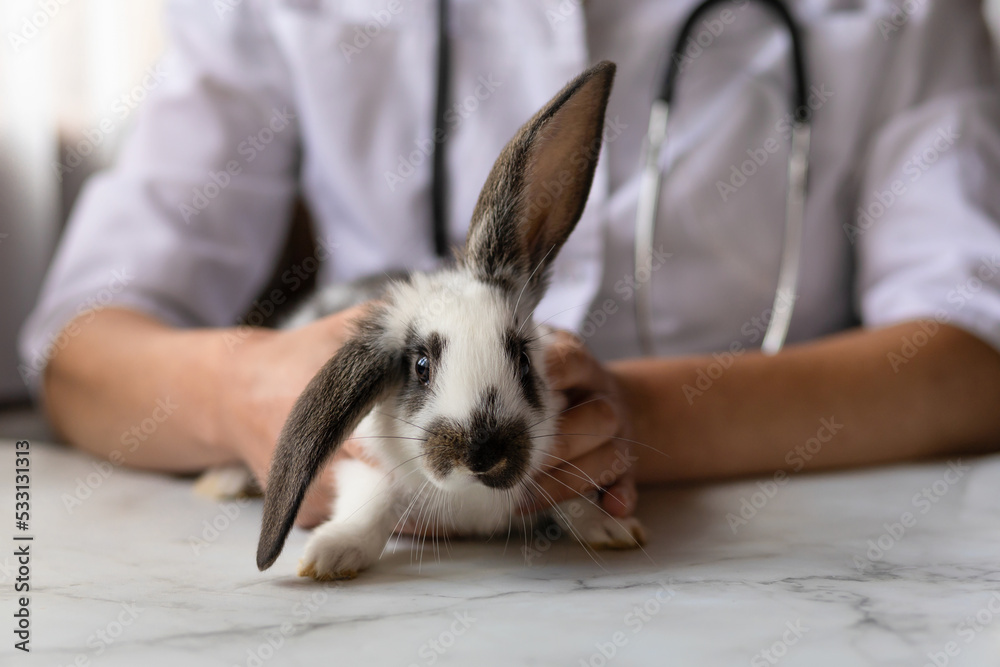 Veterinary doctor for rabbit sale near me
