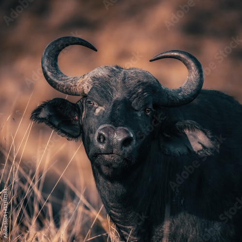 Cape Buffalo, syncerus caffer, in the grasslands of the Masai Mara, Kenya. Filtered image with warm, autumn tones.