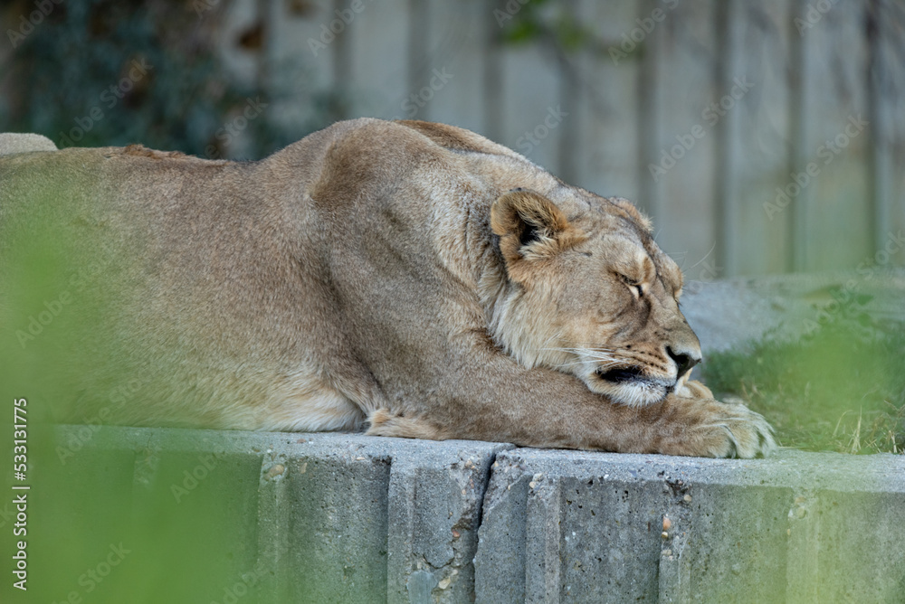 Naklejka premium Leon en el zoo de Madrid