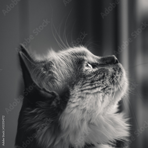 Black and white photo of a ragdoll cat staring at birds out of the window