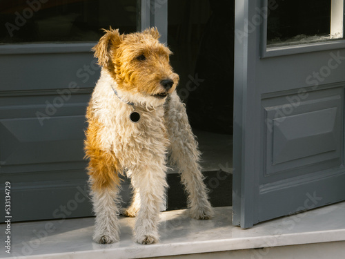 Wire Fox Terrier keeps watch on his owner's property on a summers morning