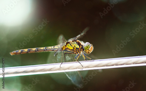 Close up, macro shot of a dragonfly, waiting to pounce while hunting for midges 