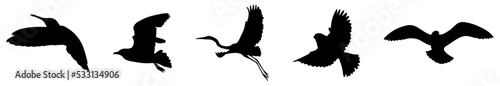 Bird black icons. Vector illustration isolated on white background