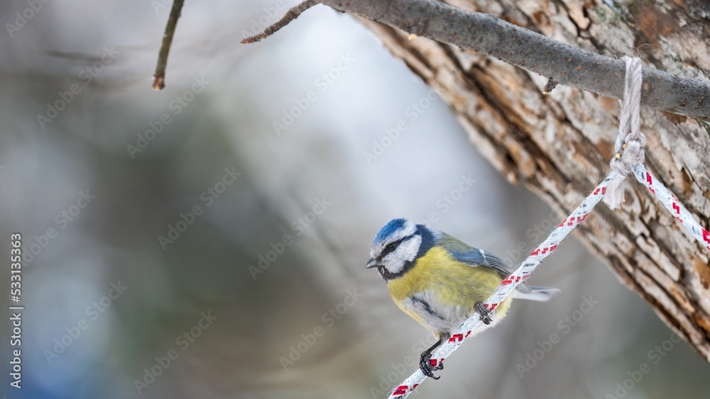 Obraz premium Cute bird, Eurasian blue tit, songbird sitting on a branch without leaves in the autumn or winter