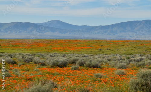 Spring Poppy Bloom in Antelope Valley California Poppy Reserve