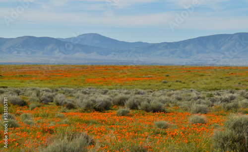 Canvastavla Spring Poppy Bloom in Antelope Valley California Poppy Reserve