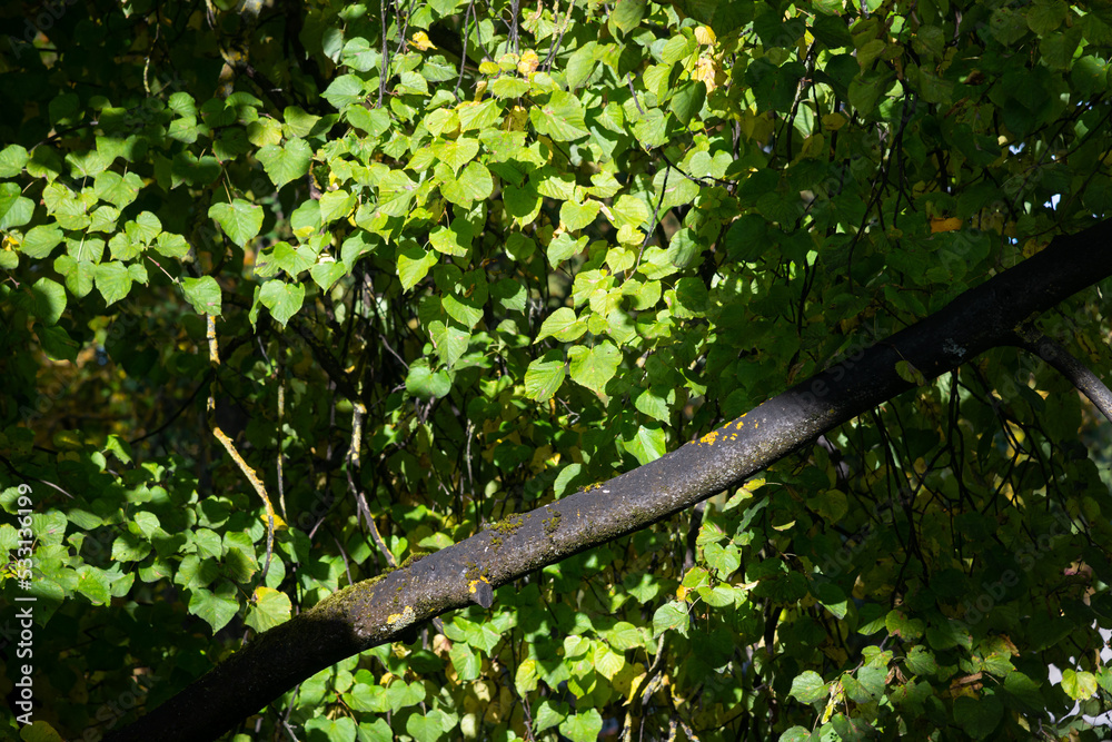 Fototapeta premium trees have autumn leaves. Beautiful colors and a blurry bokeh background.