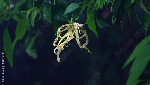 Zooming in scene of blooming ylang-ylang flower with leaves hanging in a tree on dark background swaying in the wind in rainy season. photo