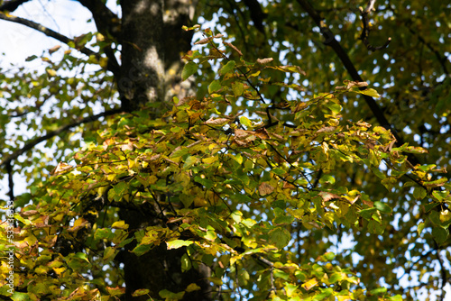 trees have autumn leaves. Beautiful colors and a blurry bokeh background.