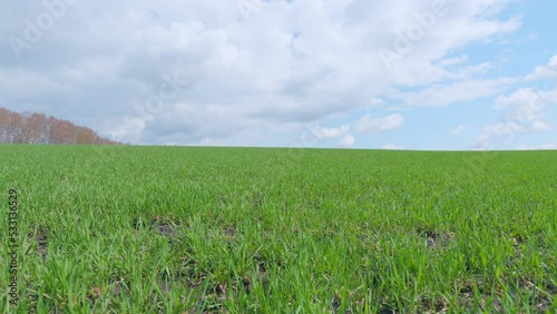 Winter wheat seedlings in the spring day. Profit from agriculuture production organic food. Pan. photo