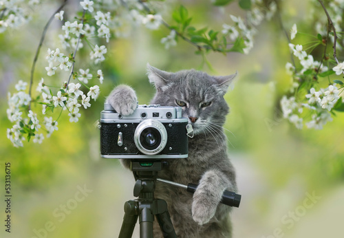 cute striped cat stands at a retro camera in a spring blooming garden photo