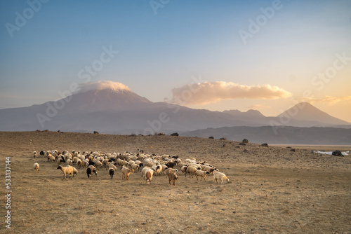 Herd of sheep with the two peaks of the Mount Ararat on the background, Turkey